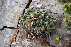 Potentilla leonina