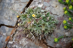 Potentilla leonina