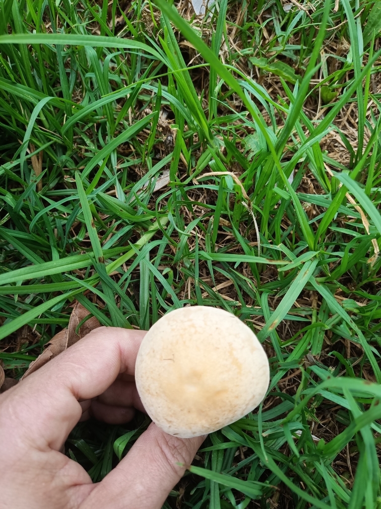 Mulch Fieldcap from Auckland, NZ on April 12, 2022 at 0335 PM by