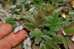 Potentilla leonina
