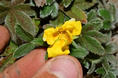 Potentilla leonina