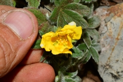 Potentilla leonina