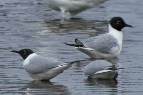 Gaviota de Bonaparte (Chroicocephalus philadelphia)