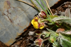 Potentilla leonina