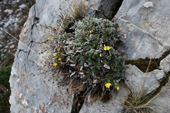 Potentilla leonina