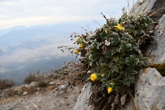 Potentilla leonina