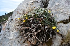 Potentilla leonina