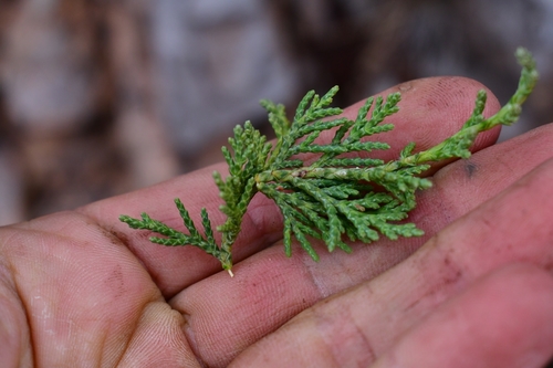 Potosí juniper