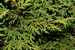 Juniperus zanonii