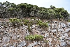 Juniperus zanonii