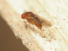 Drosophila tripunctata