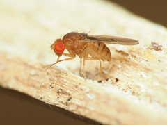 Drosophila tripunctata