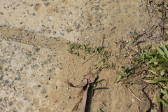 Dipterocarpus alatus