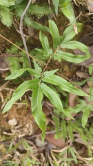 Lygodium japonicum