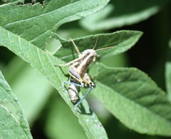 Paraidemona