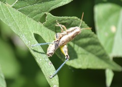 Paraidemona