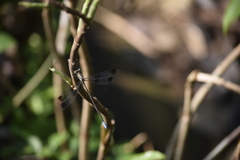 Orolestes octomaculatus