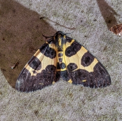 Pantherodes unciaria
