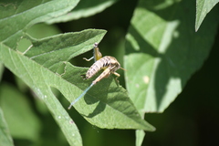 Paraidemona