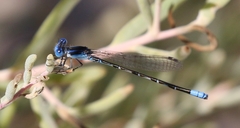 Argia alberta