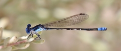 Argia alberta