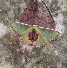 Synchlora amplimaculata