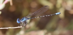 Argia alberta