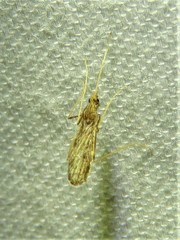 Mesocyphona