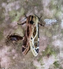 Hypercompe nemophila