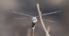 Libellula composita