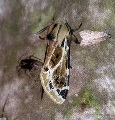 Hypercompe nemophila