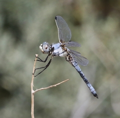 Libellula composita