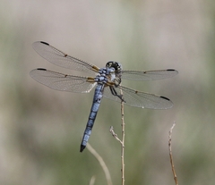 Libellula composita