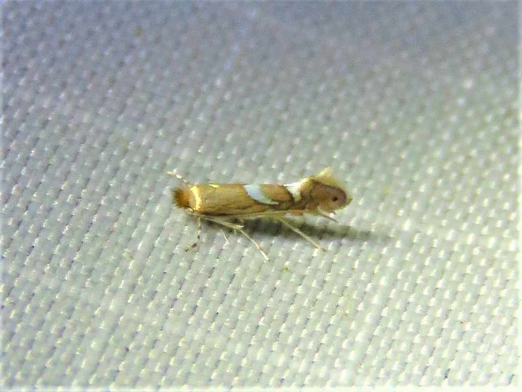 Phyllonorycter aeriferella