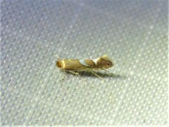 Phyllonorycter aeriferella