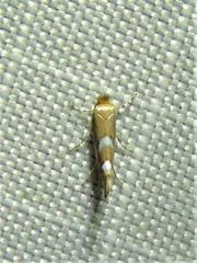 Phyllonorycter aeriferella