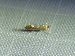Phyllonorycter aeriferella