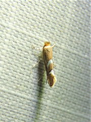 Phyllonorycter aeriferella