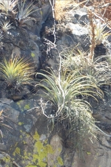 Tillandsia aguascalientensis