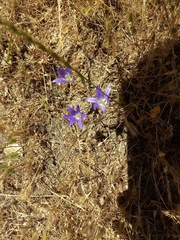 Brodiaea elegans elegans