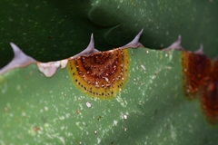 Colletotrichum agaves