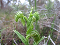 Pterostylis orbiculata