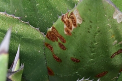 Colletotrichum agaves