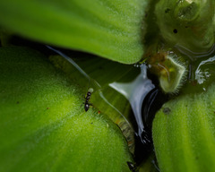Nylanderia bourbonica
