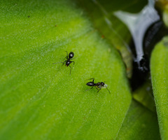 Nylanderia bourbonica