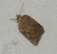 Acleris chalybeana
