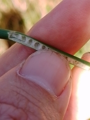 Juncus procerus