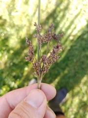 Juncus procerus