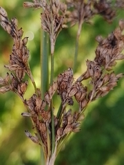 Juncus procerus