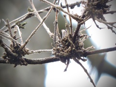 Podosphaera phytoptophila